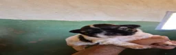 Shih Tzu perros en venta: Shit shu maxima calidad hembra - Anuncio 4