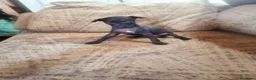 Pequeño Lebrel Italiano perros en venta: Exclusivos Cachorros Piccolo Italiano Negros - Anuncio 2