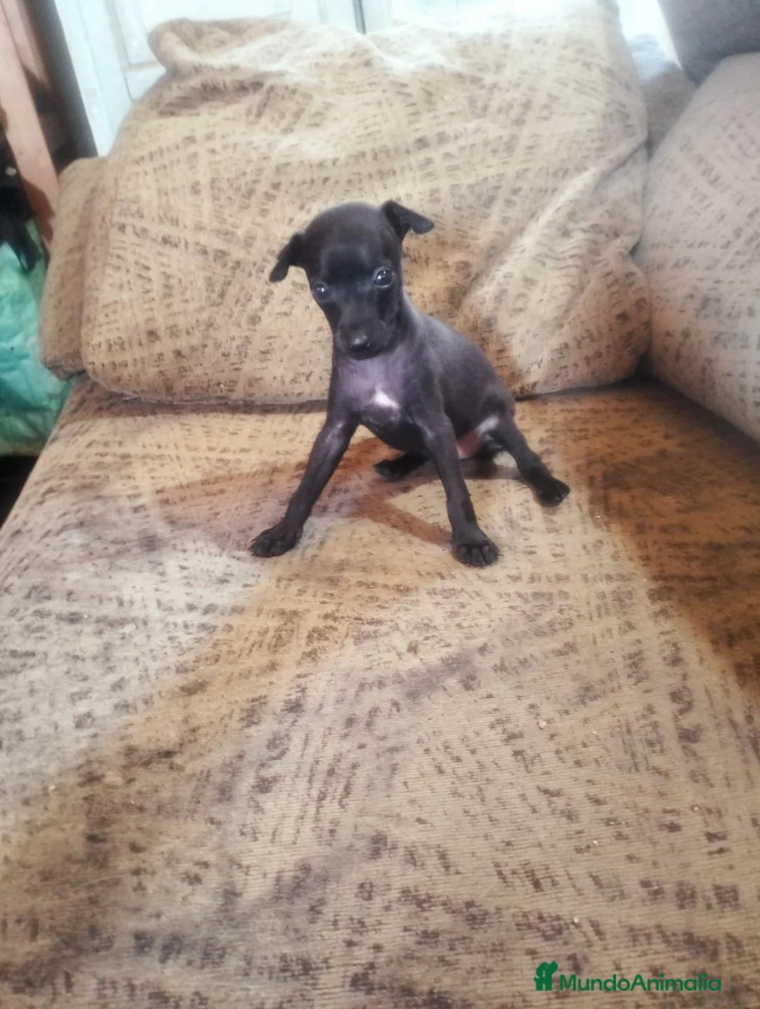 Pequeño Lebrel Italiano perros en venta: Exclusivos Cachorros Piccolo Italiano Negros - Anuncio 2