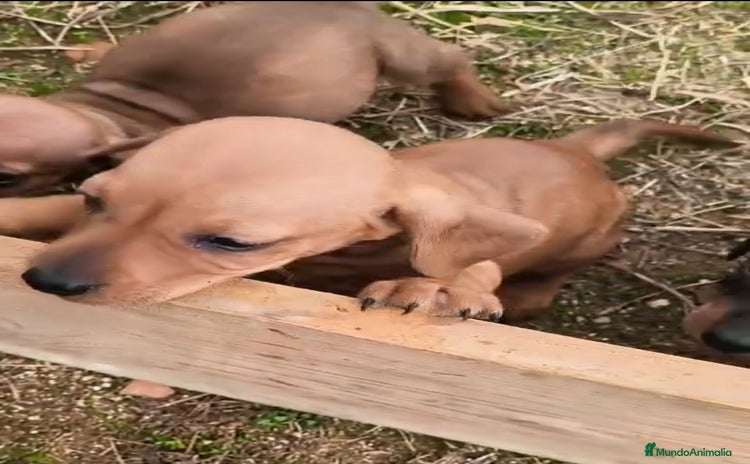 Teckel Miniatura perros Teckel miniatura  - Anuncio 1