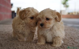 Maltipoo perros en venta: 🐾 Manolo, Jacinto y Paco – Hermanitos Maltipoo 🐾 - Imagen 5