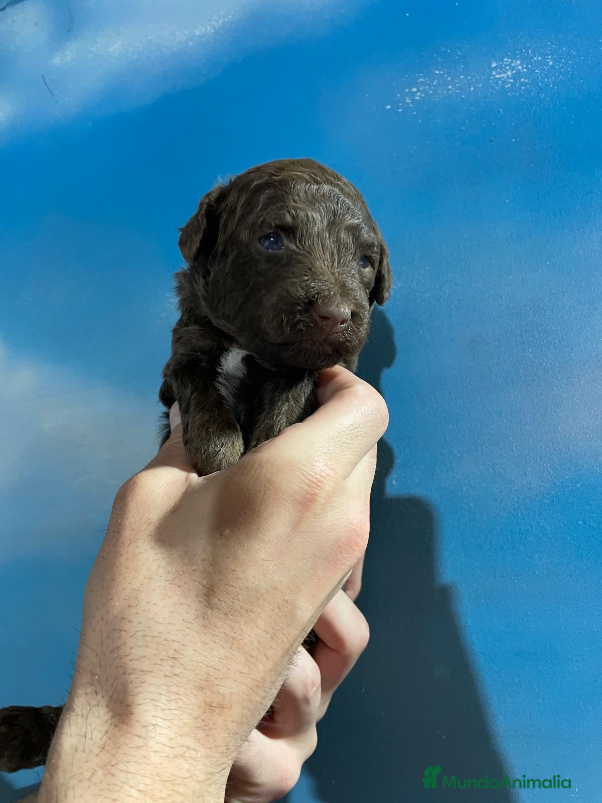 Perro de Agua Español perros ABRIMOS RESERVAS - Anuncio 18