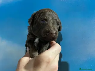 Perro de Agua Español perros ABRIMOS RESERVAS - Anuncio 18