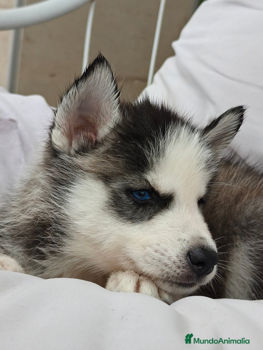 Husky Siberiano perros en venta: Husky siberiano ♀️♂️ DISPONIBLE  - Imagen 7
