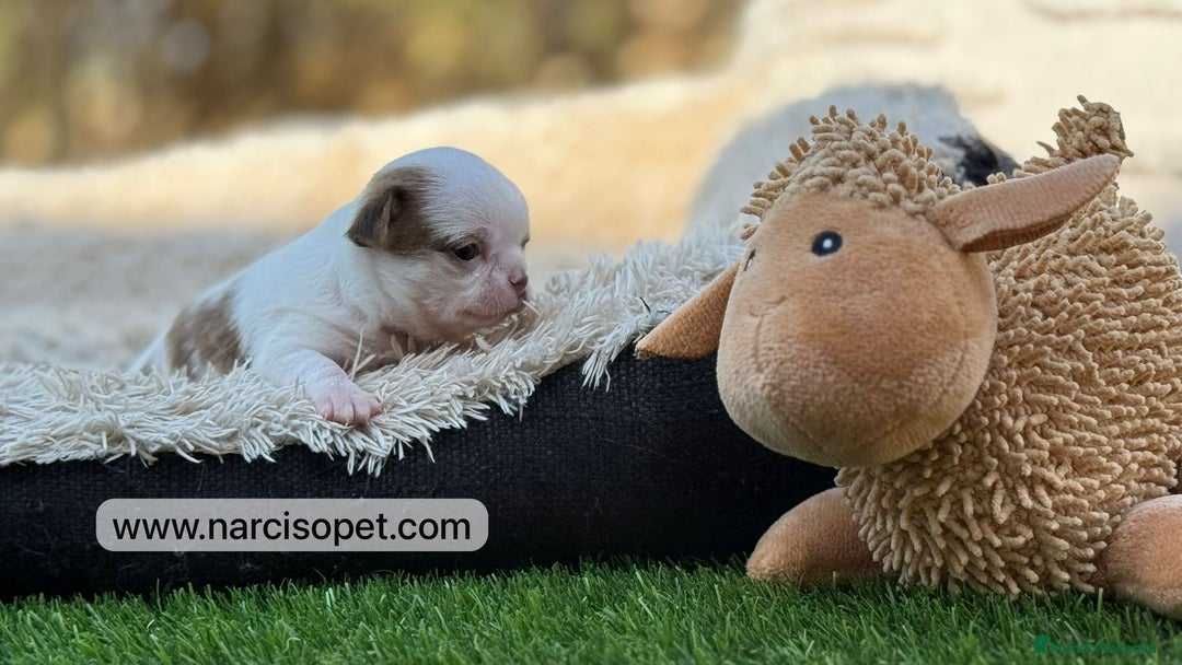 Chihuahua perros en venta: CAMADA DE CHIHUAHUA - Imagen 3