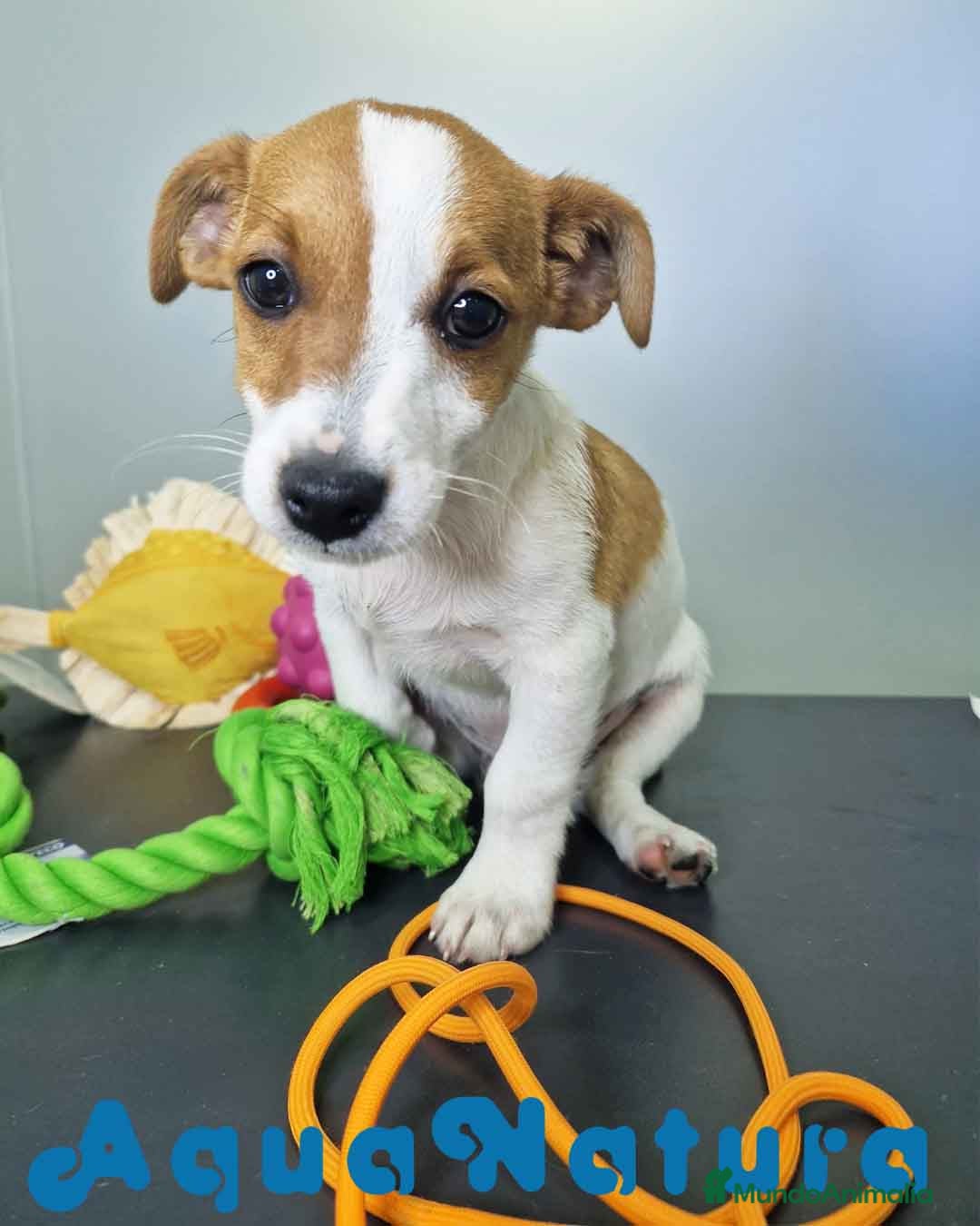 Jack Russell Terrier perros Jack Russel Macho JMU 7729 AQUANATURA - Anuncio 2