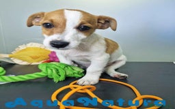 Jack Russell Terrier perros en venta: Jack Russel Macho JMU 7729 AQUANATURA - Imagen 2