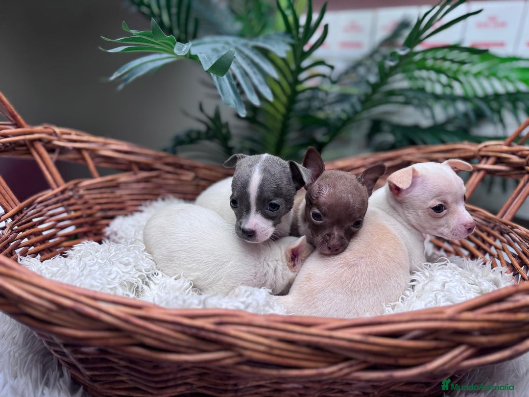 Chihuahua perros en venta: CHIHUAHUA - Anuncio 5