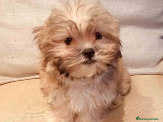 Bichón Habanero perros en Barcelona - Anuncio 19