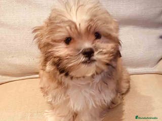 Bichón Habanero perros Bichon Habanero Macho de Leo y Nis 3970-AQUANATURA en Barcelona - Anuncio 21