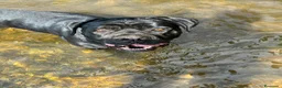 Cane Corso perros en venta: Cane corso  - Anuncio 27