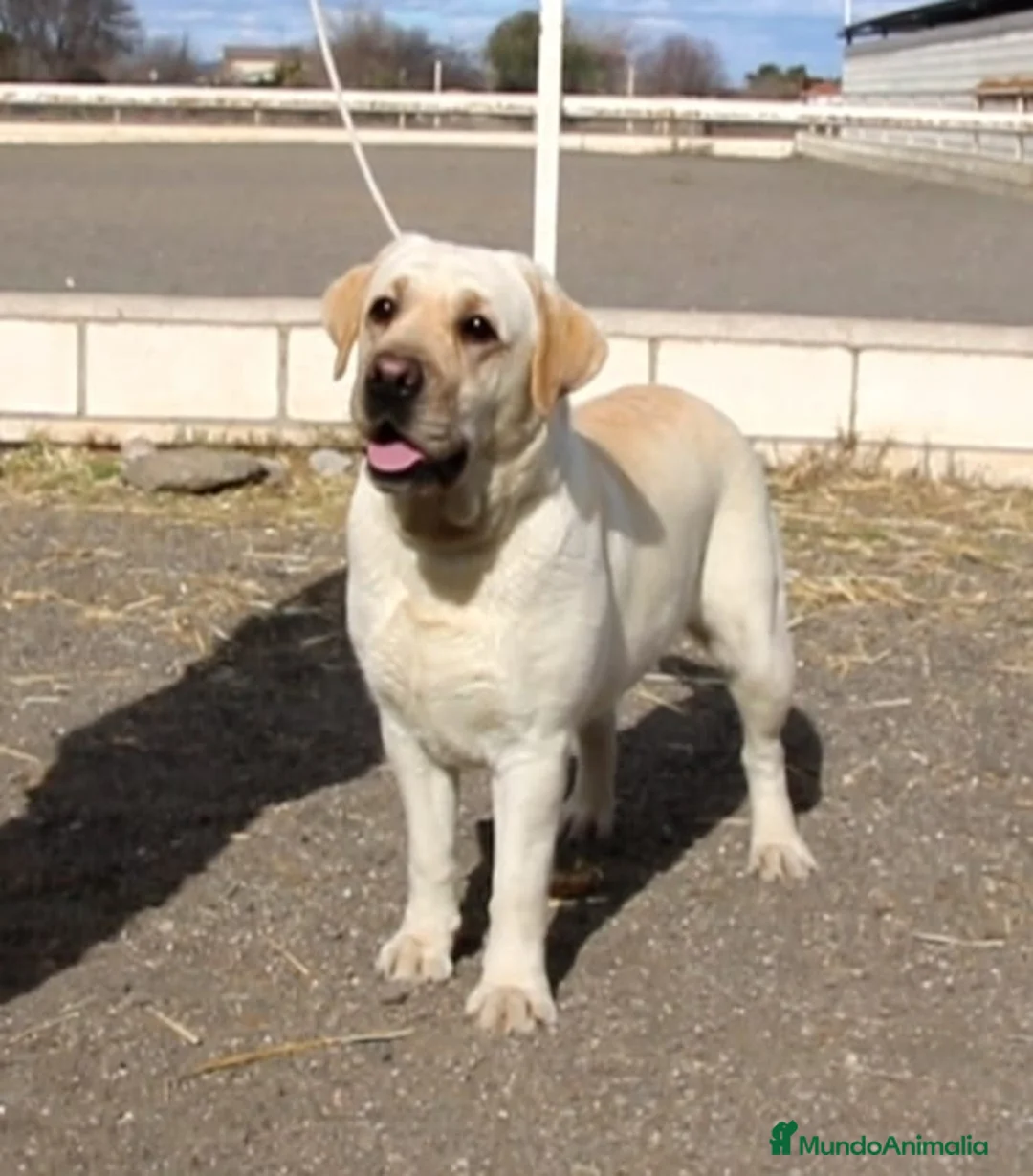 Labrador Retriever perros en venta: Cachorros labrador retriever amarillos  - Anuncio 2