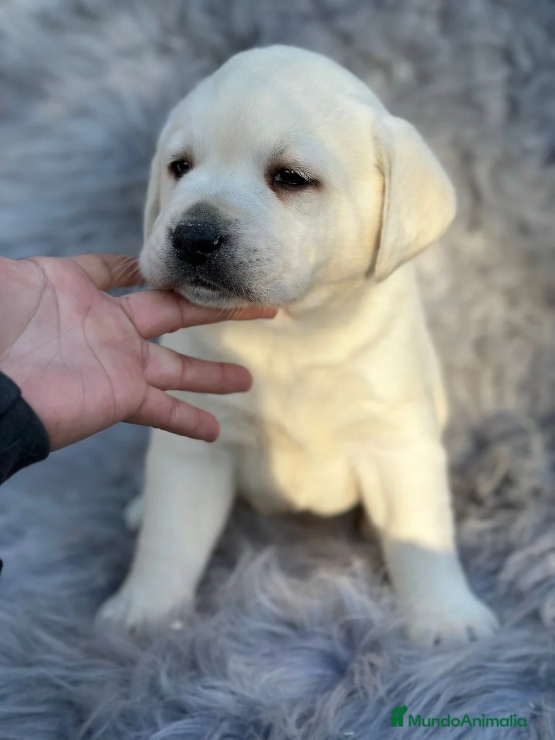 Labrador Retriever perros en venta: LABRADOR RETRIEVER PEDIGREE - Anuncio 8