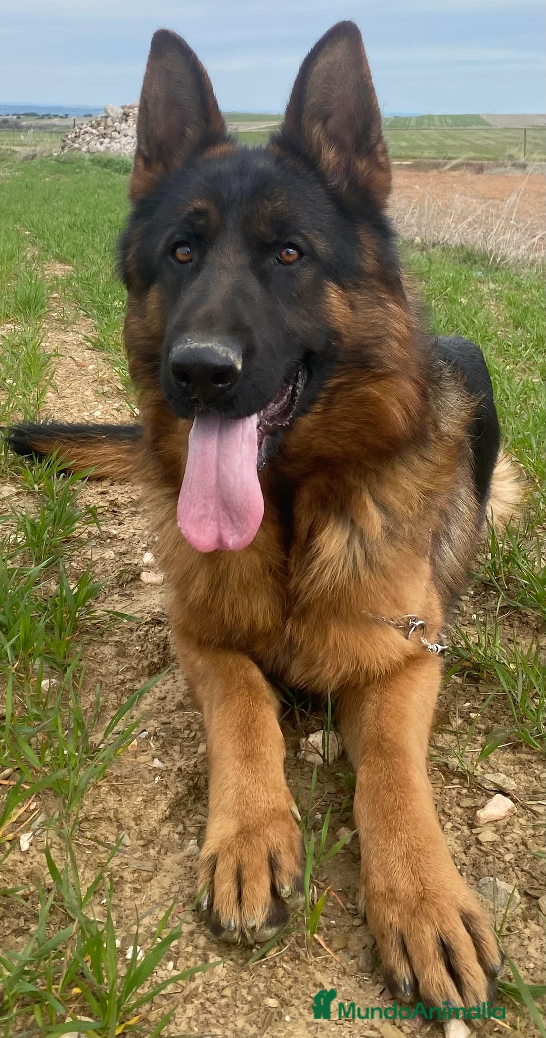 Pastor Alemán perros en venta: Pastor Aleman 15 meses - Anuncio 1