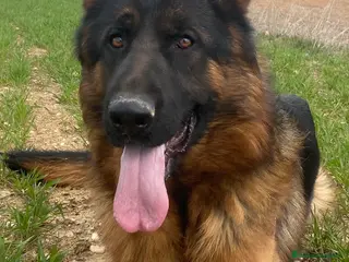 Pastor Alemán perros Cachorros De Pastor Aleman - Anuncio 1