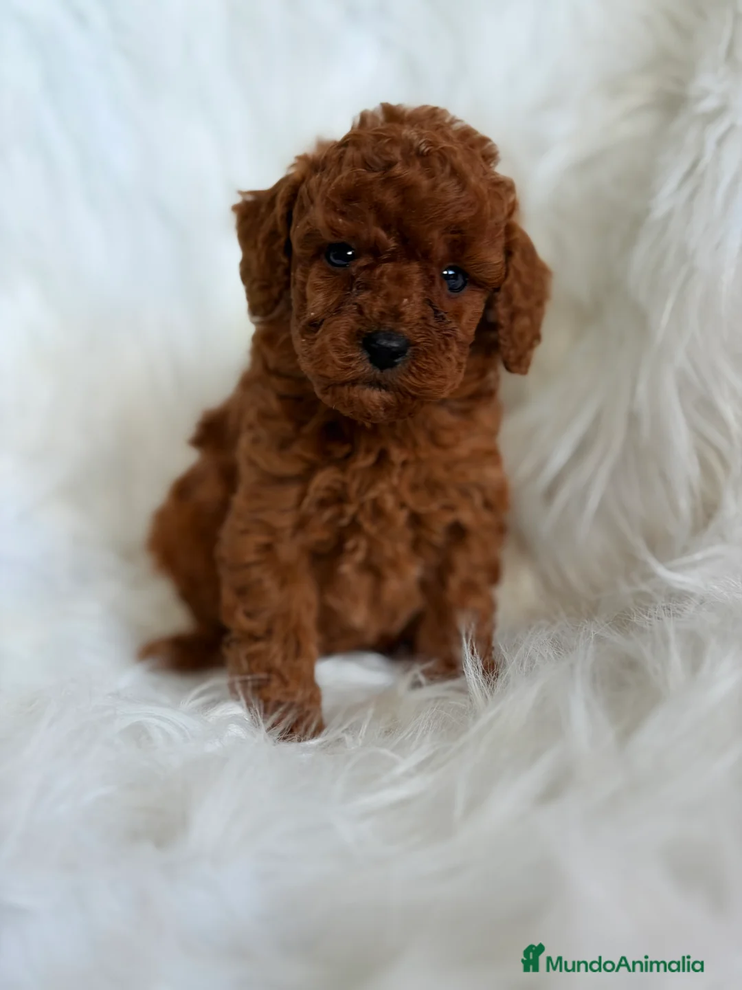 Caniche Toy perros en venta: Caniche rojo pimentón Toy  - Anuncio 8