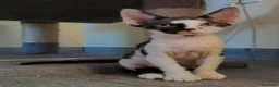Devon Rex gatos en venta: Precioso gatito Devon Rex - Anuncio 3