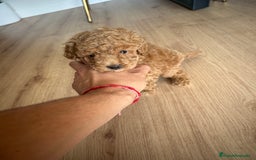 Raza Mixta perros en venta: caniche  - Imagen 2