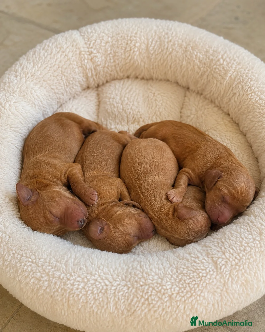Caniche Toy perros en venta: Preciosos Caniche toy apricot ♥️ - Anuncio 1