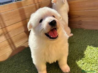 Pastor Blanco Suizo perros PASTOR SUIZO en Barcelona - Anuncio 11