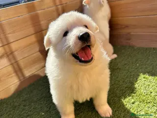 Pastor Blanco Suizo perros PASTOR SUIZO en Barcelona - Anuncio 3