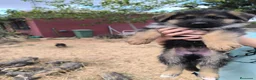 Pastor Alemán perros en venta: Pastores alemanes de calidad  - Anuncio 11