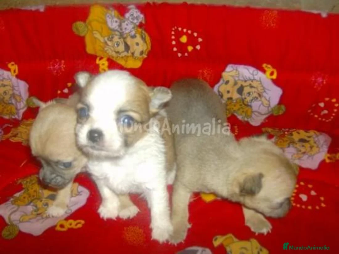 Imagen de galería {{count}}