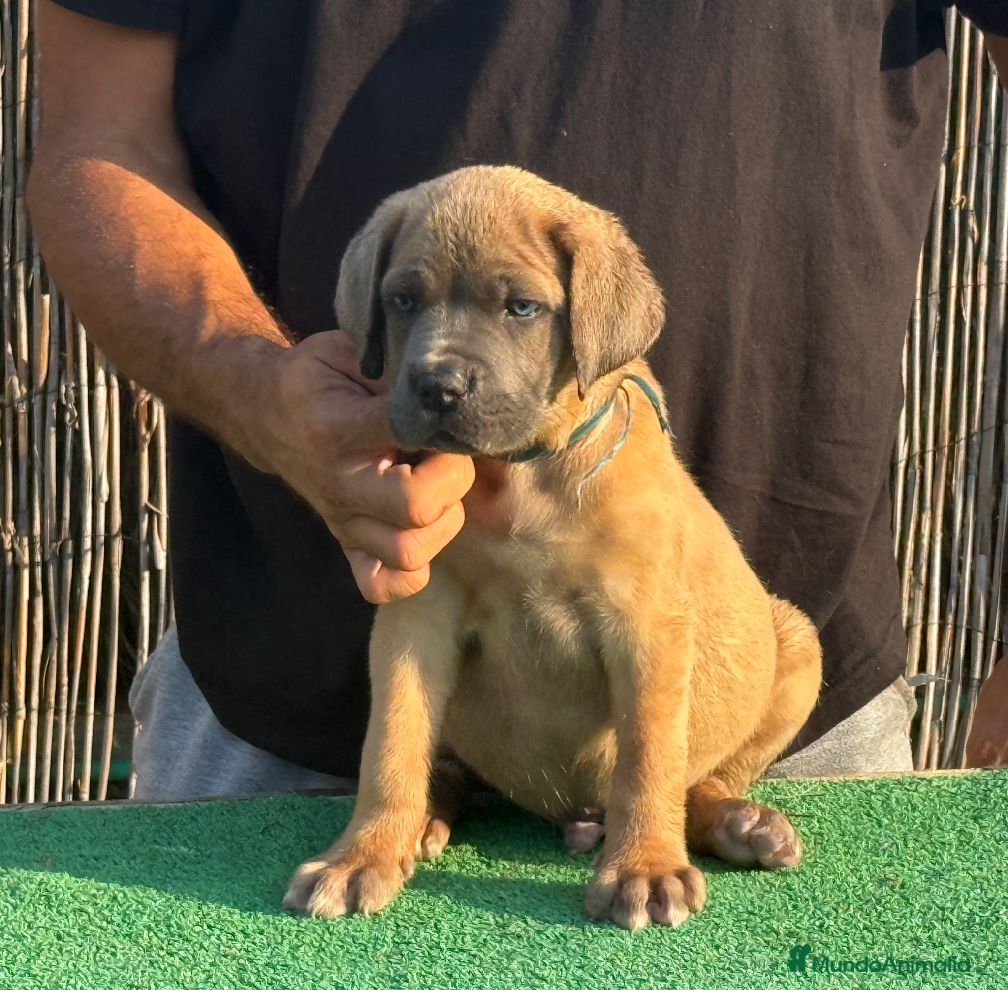 Cane Corso perros Cane corso profesionales Barcelona - Anuncio 2