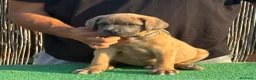 Cane Corso perros en venta: Cane corso profesionales Barcelona - Anuncio 2