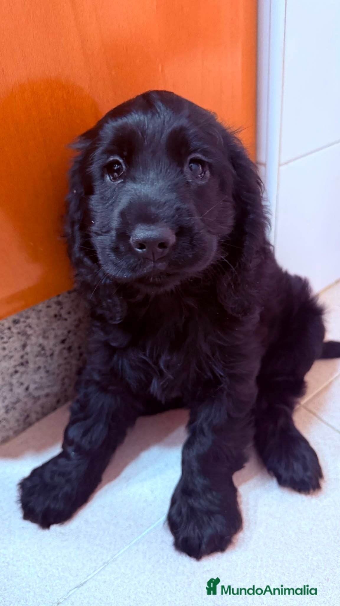 Cocker Spaniel Inglés perros Cocker spanish ingles Hembra Negra Preciosa  - Anuncio 1