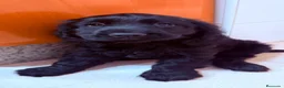 Cocker Spaniel Inglés perros en venta: Cocker spanish ingles Hembra Negra Preciosa  - Anuncio 1