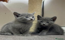 Azul Ruso gatos en venta: Azul ruso  en Barcelona - Imagen 4
