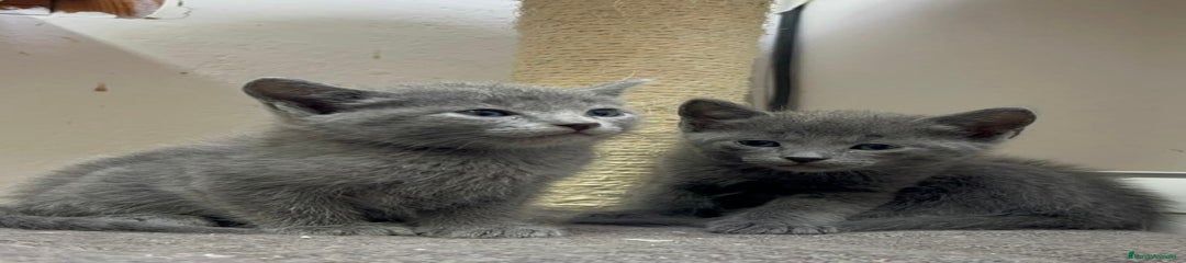 Azul Ruso Gatito 2