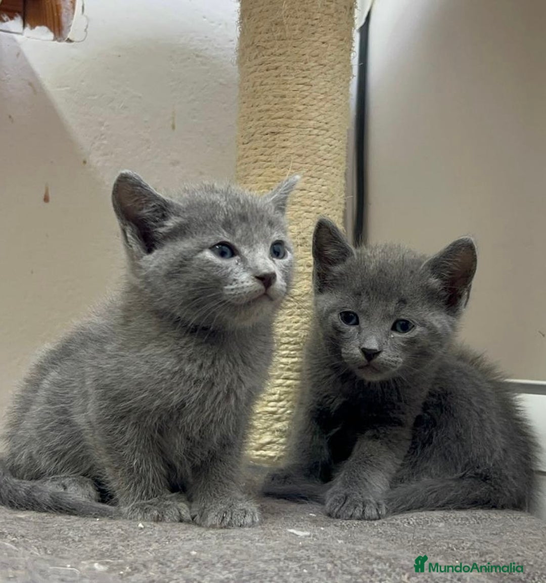 Azul Ruso gatos en venta: Azul ruso  en Barcelona - Imagen 4