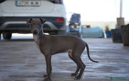 Pequeño Lebrel Italiano perros en venta: 🌟 Sirius y Selena – Galgos italianos blue 🐾 - Imagen 7