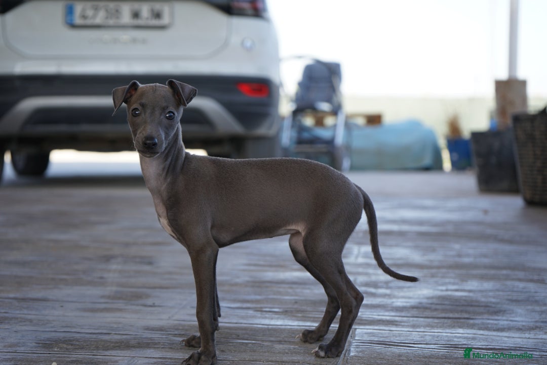 Pequeño Lebrel Italiano perros en venta: 🌟 Sirius y Selena – Galgos italianos blue 🐾 - Imagen 7