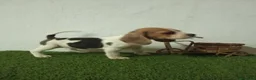Beagle perros en venta: Beagle  - Anuncio 8