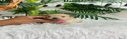 Maltipoo perros en venta: MALTIPOO 100% COREANO - Anuncio 4