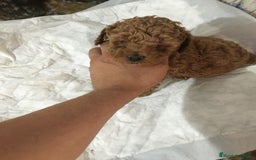 Caniche Toy perros en venta: CANICHES TOYS Y MINI TOYS - Imagen 2