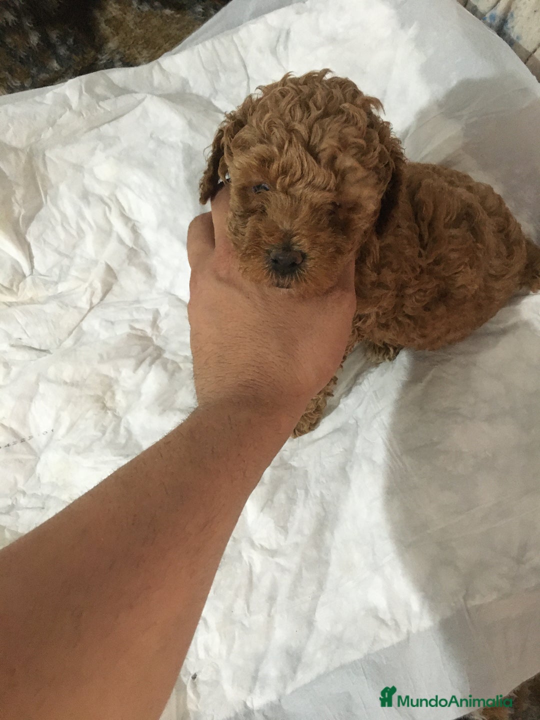 Caniche Toy perros en venta: CANICHES TOYS Y MINI TOYS - Imagen 2