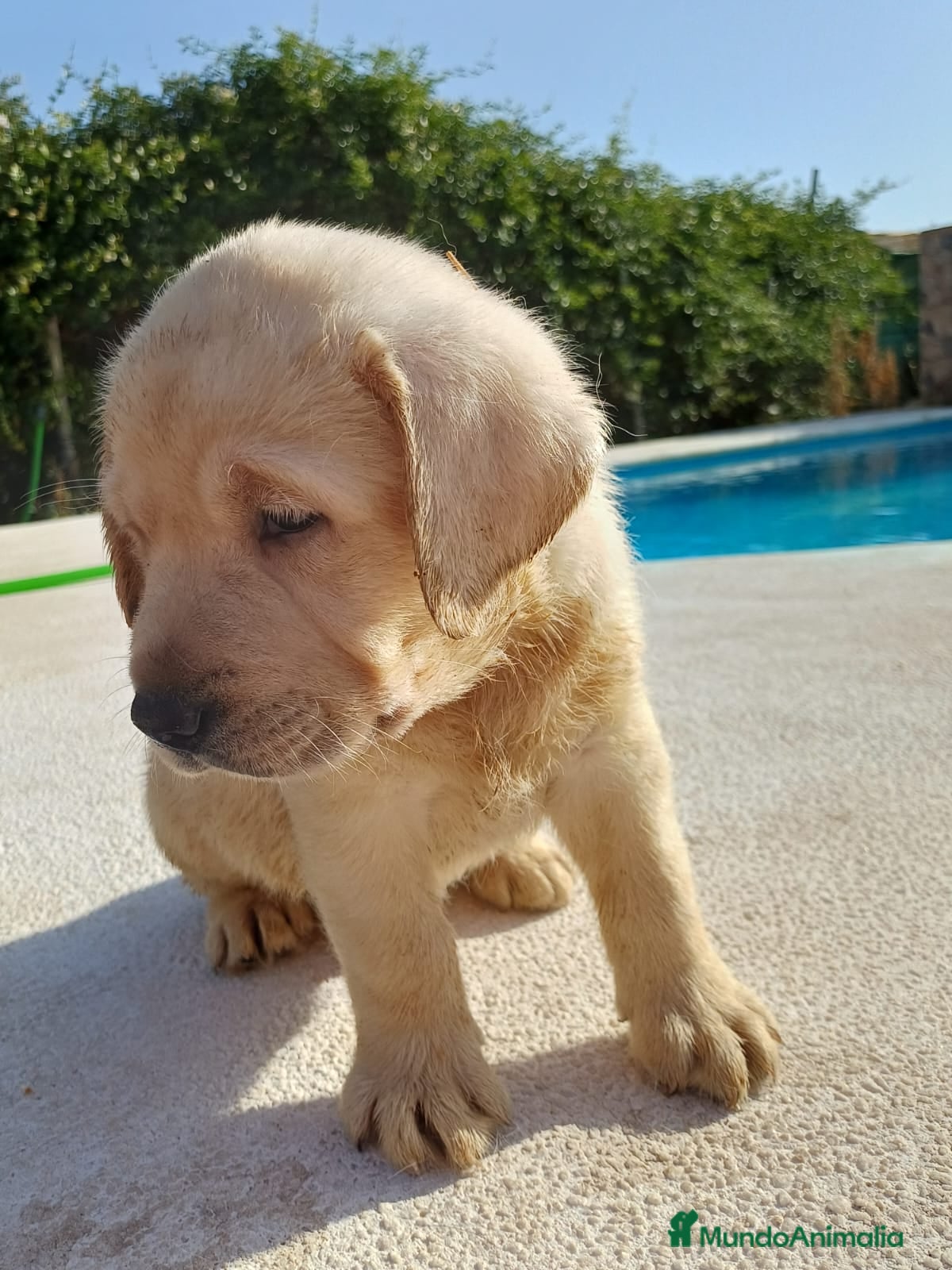 Labrador Retriever perros Labrador retriever dorado  - Anuncio 1