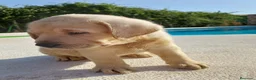 Labrador Retriever perros en venta: Labrador retriever dorado  - Anuncio 1