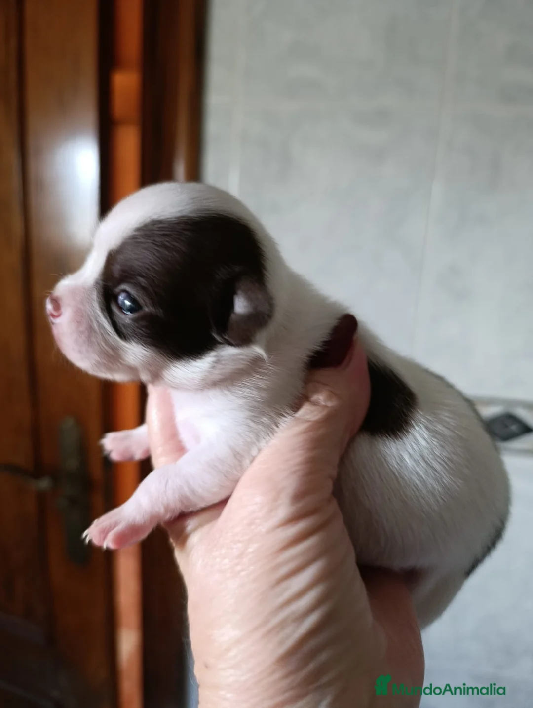 Chihuahua perros en venta: CHIHUAHUAS TOYS EXCLUSIVOS  - Anuncio 10