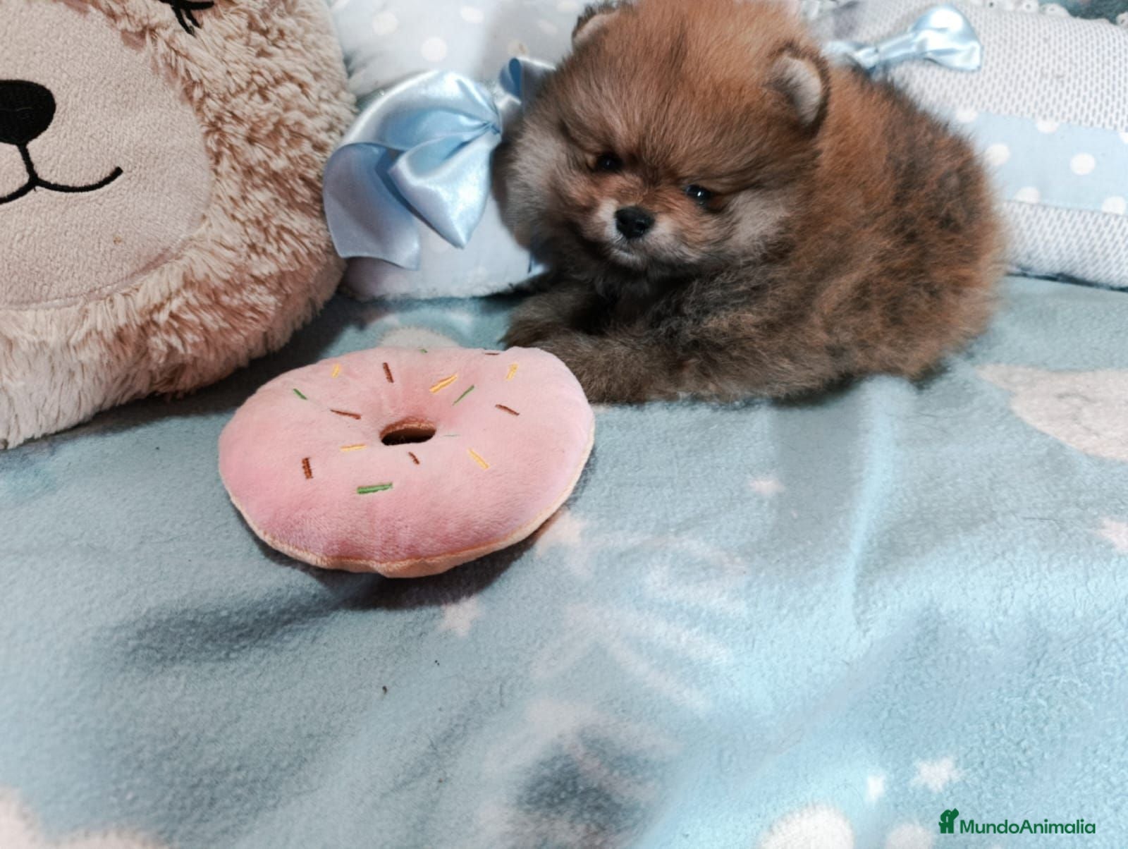Pomerania perros ‼️POMERANIAS AMERICANOS TAMAÑO TOY - Anuncio 1