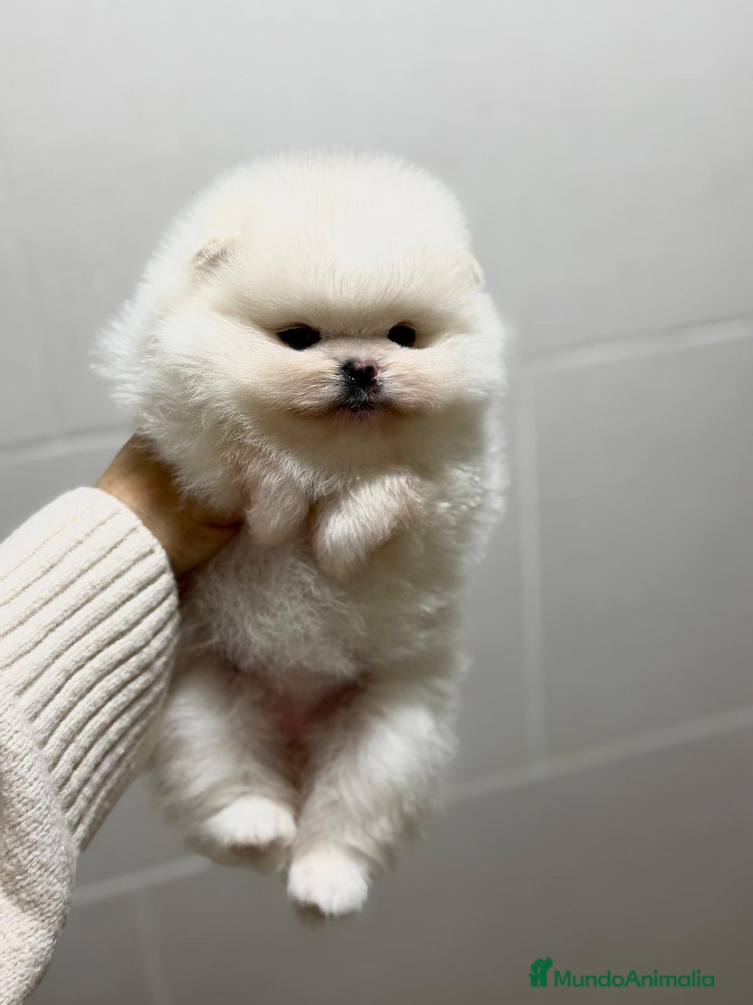 Pomerania perros en venta: Hembra Pomerania  - Anuncio 2