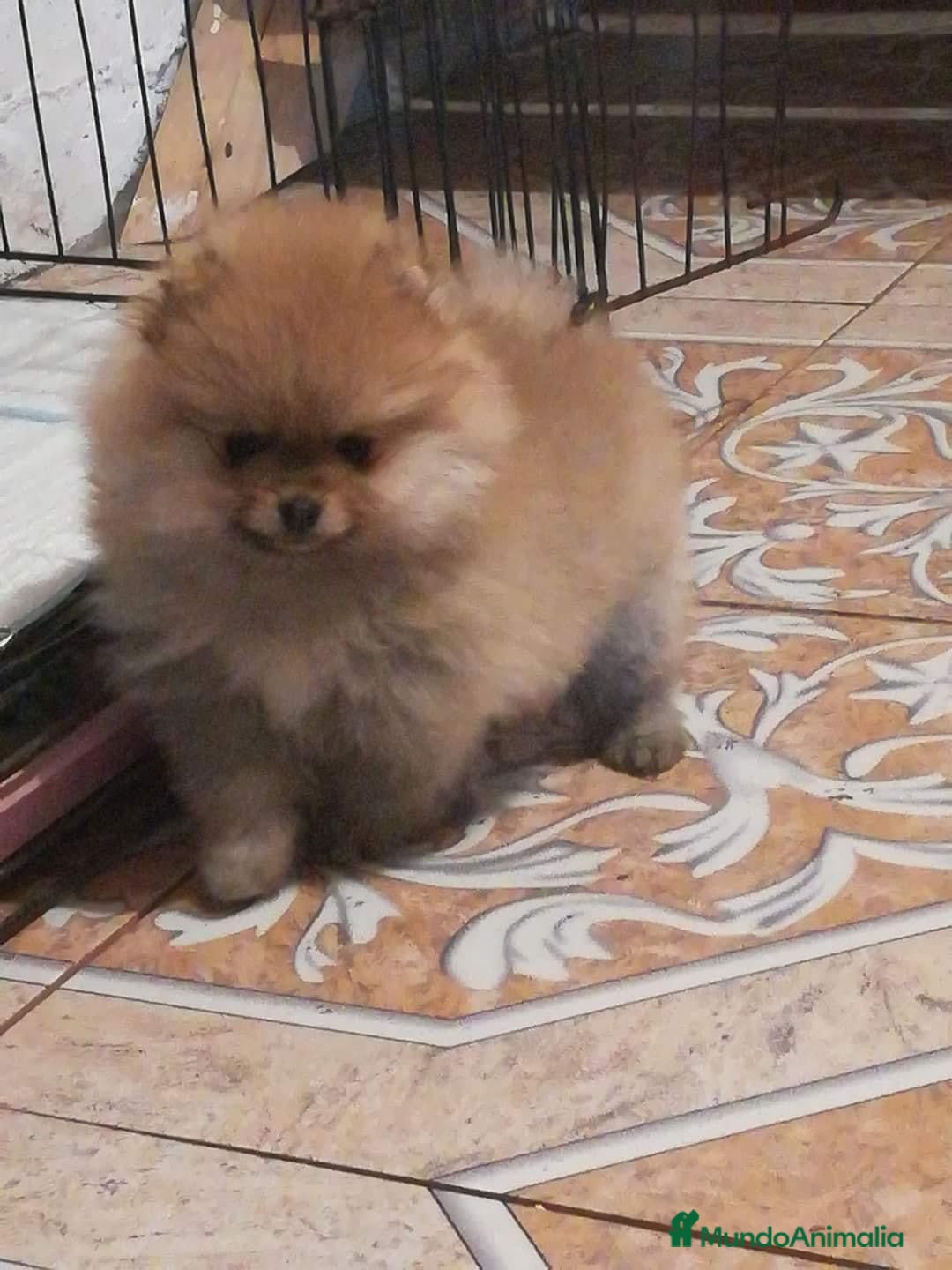 Pomerania perros POMERANIA //// CACHORROS  en Badajoz - Anuncio 21