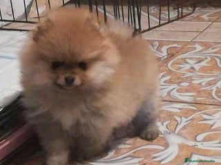 Pomerania perros POMERANIA //// CACHORROS en Badajoz - Anuncio 1