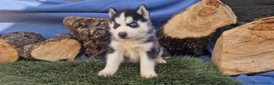 Husky Siberiano Cachorro 1