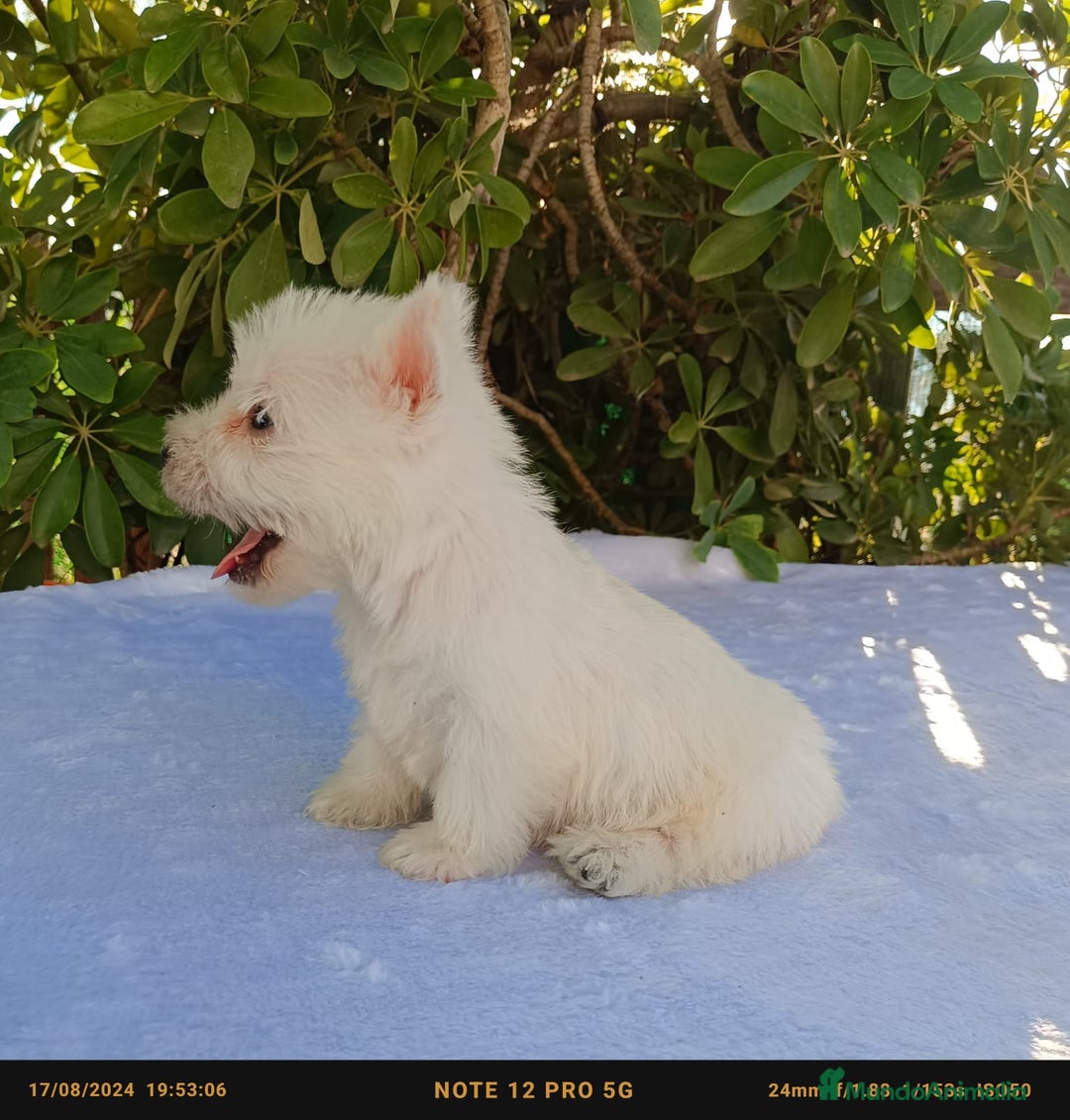 West Highland White Terrier perros en venta: Westy  - Imagen 3