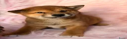 Shiba Inu perros en venta: SHIBA INU CALIDAD MACHO Y HEMBRA - Anuncio 1